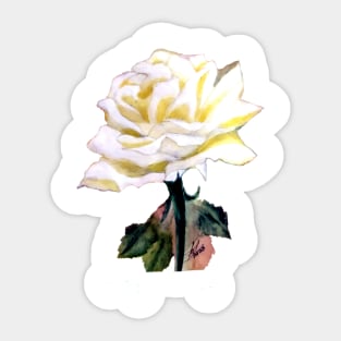 White rose Sticker